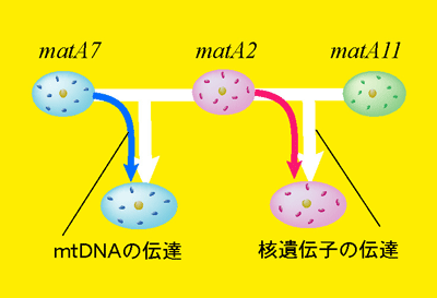 physrum mtDNA transmission