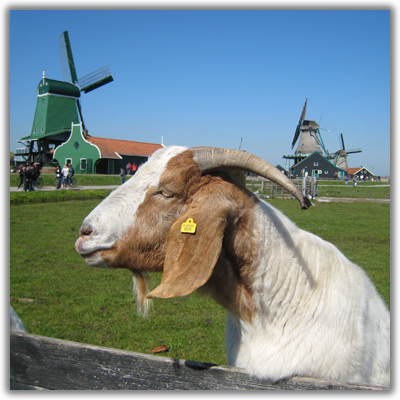 Boer goat, the Netherlands